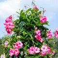 2 Pink Mandevilla Plants Live, Mandevilla Live Plant from 4 to 7 Inc Long, Mandevilla Vine Plant, Mandevilla Shrub Plant Live