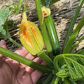 Set 2 Squash Plants Live for Planting, Green Zucchini Plants Live for Planting, Vegetable Plant 4 Inches Pot