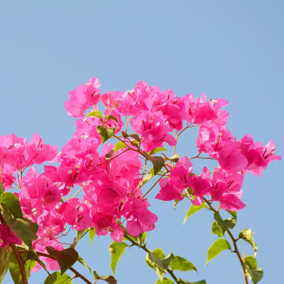Pink Bougainvillea Plant Live, Bougainvillea Flowering Plant Perennial, Rooted Bougainvilleas Trees Starter 6-8 Inches