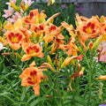 Daylily Plant, Orange Red Daylily Plant for Planting, Daylilies Perennial Plant, Daylilies Live Plant, Live Daylily Flowers Plant 4 Inches Potted for Garden