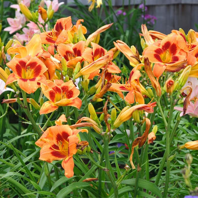 Daylily Plant, Orange Red Daylily Plant for Planting, Daylilies Perennial Plant, Daylilies Live Plant, Live Daylily Flowers Plant 4 Inches Potted for Garden
