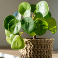 2 Pilea Peperomioides Plants Indoor Live, Pilea Peperomioides Plants No Pot Live Indoor Houseplants