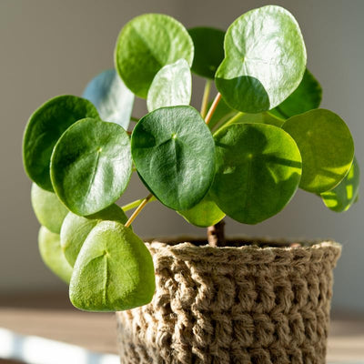 2 Pilea Peperomioides Plants Indoor Live, Pilea Peperomioides Plants No Pot Live Indoor Houseplants