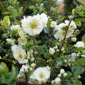 White Quince Flowering Plant, Double Quince Flower Shrub Outdoor Planting, 5 to 7 Inch Tall