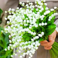 10 White Lily of The Valley Bulbs Rhizomes Roots, May Lilies Easy to Grow for Early Bloom, Cold Hardy, Bouquet and Home Décor