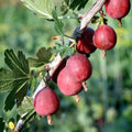 Red Gooseberry Live Plant, 5-7 Inch Starter Plant in Soil, No Pot - Edible Berry Fruit Shrub, Hardy Outdoor Garden Plant