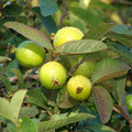 Sweet Pink Guava Trees Live Plants, 7 Months Old Seedlings Well Rooted for Growing, 5-10 Inc in Tall in 4 Inc Pot