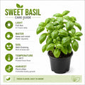 Sweet Basil Plant in 4 Inch Pot - 4-6 Inch Tall Herb Plants