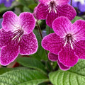 Cherry Ice Streptocarpus Plant Live, Ladyslipper Primrose Flowering Houseplant in 3.25 Inch Pot, Indoor Blooming Plants for Planting, 4-8 Inches