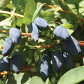 Haskap Live Plant, Sweet Fruit Berry Starter Plant, 4-6" Tall Honeyberry Plants, Haskap Fruit Plants for Outdoor Garden