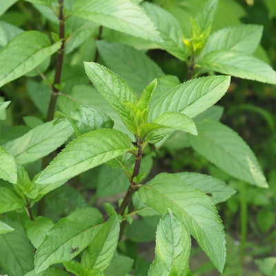 Set 4 Peppermint Plants, 4 to 7 Inch Tall Herb Starter Plant, Without Pot, Live Peppermint Plant for Patio and Garden, Culinary Herbs Fragrant Leaves