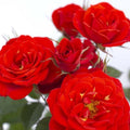 Light Red Climbing Rose Live Plant, Can Grow As Rose Bushes Shrubs, Fragrant Ready to Plant, Starter Size, 5 to 10 Inc Tall, Dormant in Winter