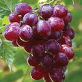 Red Flame Grape Vine, 1-2 Year Old, Live Grape Fruit Plant Live, Cold Hardy Grape Tree