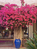 Pink Bougainvillea Plant Live, 4 to 6 Inch Tall, Summer Spring Blooms, Well Rooted