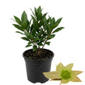 Laurus Nobilis Bay Leaf Tree Live Plant, Bay Leaf Plant for Gardening Laurel Plants Live from 7 to 9 Inc Long