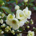 White Quince Flowering Plant, Double Quince Flower Shrub Outdoor Planting, 5 to 7 Inch Tall
