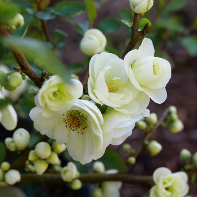 White Quince Flowering Plant, Double Quince Flower Shrub Outdoor Planting, 5 to 7 Inch Tall