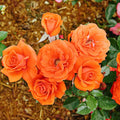Random Climbing Rose Live Plant, Can Grow As Rose Bushes Shrubs, Fragrant Ready to Plant, Starter Size, 5 to 10 Inc Tall, Dormant in Winter
