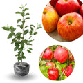 Gala Apple Tree Plant, 2' to 3' Tall, Red Apple Tree Plant, Gala Apple Plants Live Fruit Trees for Planting Indoors Outdoors Garden