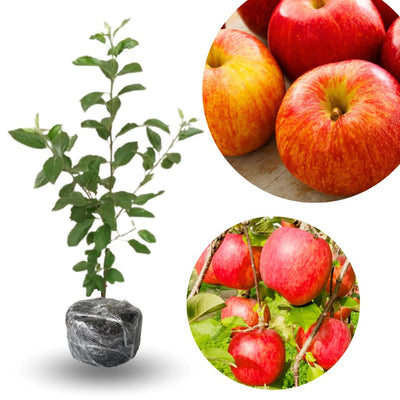 Gala Apple Tree Plant, 2' to 3' Tall, Red Apple Tree Plant, Gala Apple Plants Live Fruit Trees for Planting Indoors Outdoors Garden