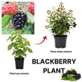 Sweet Thornless BlackBerry Live Plant, 5-8" Tall, Hardy BlackBerry Bush, Sweet BlackBerry Fruit Plants Live for Planting in Garden, No Pot