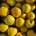 Live Gold Apple Tree Plant