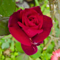Red Orange Rose Bushes Ready to Plant, Climbing Roses Live Plants Fragrant, 6-8 Inc Tall in Pot, Year-Round Blooming, Can Grow as Bush or Climber