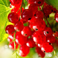 Red Currant Plant Live, Red Curant Bush Live Plant, 5-9 Inch Tall, Curant Berry Fruit Tree Bareroot