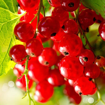 Red Currant Plant Live, Red Curant Bush Live Plant, 5-9 Inch Tall, Curant Berry Fruit Tree Bareroot