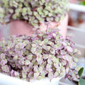 Bolivian Wandering Jew Callisia Repens Pink Vine for Planting 2 Inc Pot, Pink Callisia Repens Houseplants