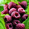 2 Glencoe Raspberry Plants Live for Planting, Thornless Raspberry Trees Live Plants 5 to 9 Inches Height, Purple Raspberry Berry Fruits
