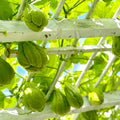 Chayote Squash Plant Live, Chayote Plant, Edible Vegetable Vine Plants, 7 to 9 Inc Tall, Gallon Pot, Outdoor Indoor Garden