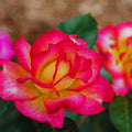 Climbing Roses Live Plant, Climbing Rose Plant Live, 5 to 7'' Tall, Fragrant Flower Bush Plants for Gardening, Double Delight Rose