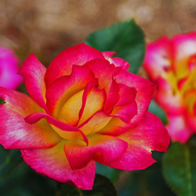 Climbing Roses Live Plant, Climbing Rose Plant Live, 5 to 7'' Tall, Fragrant Flower Bush Plants for Gardening, Double Delight Rose