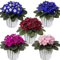 Random Blooms African Violets Live Plants in Pots, Live African Violet Plants House Plant for Indoor Outdoor Décor, 4" Pot, Well-Rooted and Year-Round Blooming