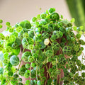 String of Turtles Plant in 3 Inch Pot, Live Succulent Tralling Vine, Indoor Gardens Planting