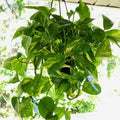 Golden Pothos Plant, Live Pothos Plant, Variegated Pothos Plant, Pothos Vines Plant 4 Inches Potted House Plant Indoors Live, Indoor House Plant