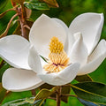 Magnolia Tree Live Plant, Magnolia Flowers Bush, 6-12 Inches Tall, in Pot, Fragrant Magnolia Shrub Ready to Grow (Sweetbay Magnolia)