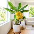 Live Dwarf Cavendish Banana Plant, Tropical Fruit Tree