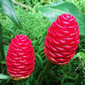 Pack of 4 Shampoo Ginger Rhizomes, Hardy Zingiber Zerumbet Pinecone Ginger Roots for Planting, Tropical Landscaping Perennial