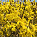 Forsythia Plant in 4 Inch Pot, 8-12 Inch Tall, Yellow Forsythia Shrub Plant Live, Forsythia Tree for Landscaping and Gardening, Well-Rooted