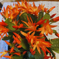 Orange Easter Cactus Plant Live, 4 Inc Pot, House Plant Live, Holiday Cactus Plants Indoor Outdoor Gardening