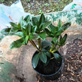 Big 1 Gallon Brilliant Orange-Yellow Rhododendron Plants Live, 1-3 Years Old Azalea Plants Live Shrubs Bushes for Planting, Very Well Rooted