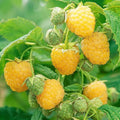 2 Fall Gold Raspberry Plantss Live for Planting 5 to 9 Inches Tall, Everbearing Raspberry Plants Sweet Raspberry Fruits Starter Plant