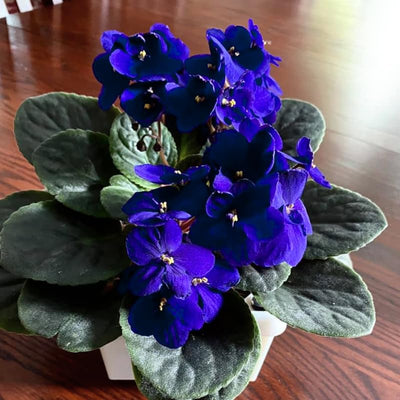 Dark Blue African Violet Plants Live in Pot, Flowering Violets Indoor Outdoor Blooming, Vibrant Color Houseplant Décor Year-Round