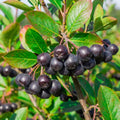Black Chokeberry Plant, Chokeberry Plant for Planting, 5-9 Inc Tall, Sweet Berries, Cold Hardy Tree for Outdoor Growing