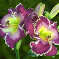 Daylily Plant, Purple Yellow Daylily Plant for Planting, Daylilies Perennial Plant, Daylilies Live Plant, Live Daylily Flowers Plant 4 Inches Potted for Garden