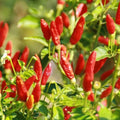 Red White Pepper Plant Live in 2.5 Inch Pot for Planting Outdoor