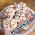 1 Pound Garlic for Planting in Fall Hardneck Softneck, 8-10 Top Size Garlic Bulbs for Planting, Fresh and High Yield Bulb Variety Pack, Hardy and Fast Growing (Random Mix)