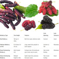 02 Mulberry Trees Live Plants, Spring Planting 4-8 Inch Tall, High-yiedling and Fast-Growing Trees, Outdoor Growing